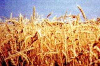 Пшеничное поле