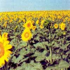 Поле подсолнечника