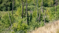 Урочище Мечетка