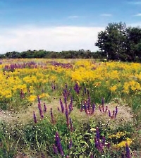 Шубарагашская лесная дача