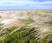 Степной участок Никольский