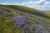 Ветлянские яры