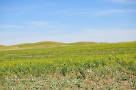 Горы Кармен