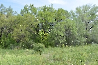 Донской дубняк