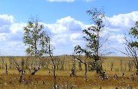 Урочище Каменные Овцы. Август 2012 года