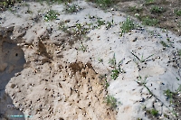 Лещевский разрез