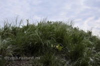 Шапка Мономаха. Май 2013 года