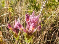  Гора Тырмантау