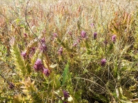  Гора Тырмантау