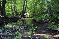 Родник «Золотая рыбка»