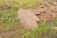 Шубинские гранатовые эклогиты. Май 2013 года