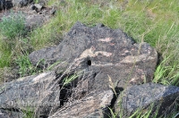 Шубинские гранатовые эклогиты. Май 2013 года