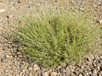 Разрез Рысаевского карьера. Июль 2016 года