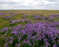 Айтуарская степь (участок госзаповедника «Оренбургский»)