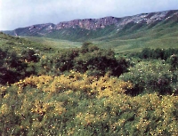 Айтуарская степь (участок госзаповедника «Оренбургский»)