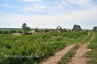 Карагайский бор и ущелье на реке Губерле