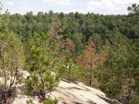 Карагайский бор и ущелье на реке Губерле