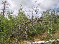 Карагайский бор и ущелье на реке Губерле