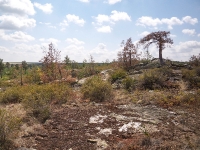 Карагайский бор и ущелье на реке Губерле