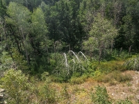 Карагайский бор и ущелье на реке Губерле