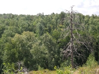 Карагайский бор и ущелье на реке Губерле