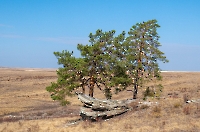 Карагайский бор и ущелье на реке Губерле