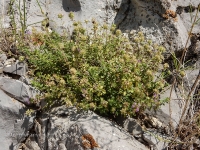 Нос-гора. Июль 2016 года