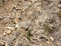 Нос-гора. Июль 2016 года