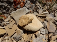 Нос-гора. Июль 2016 года