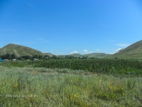 Андреевские шишки