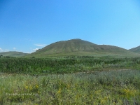 Андреевские шишки