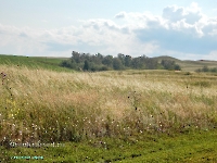 Сыртово-Каргалинские лески. Июль 2023 года