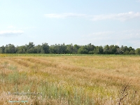 Сыртово-Каргалинские лески. Июль 2023 года