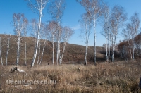 Мясниковская роща