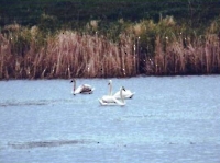 Лапшиновские озера