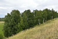 Урочище Березовая гора