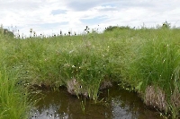 Урочище Гнилые лозки