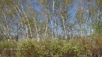 Карагачский ольхово-березовый лес