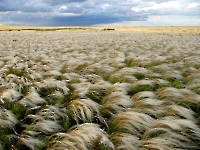 Карагачская степь