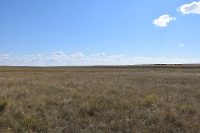 Карагачская степь