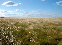 Карагачская степь