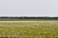 Джасайский осинник. Май 2012 года