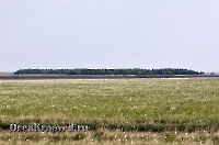 Джасайский осинник. Май 2012 года