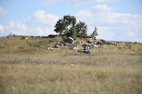 Вишневая Шишка