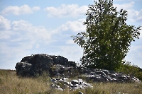 Вишневая Шишка