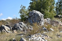 Вишневая Шишка