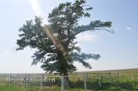 Реликтовая лиственница. Май 2012 года