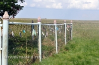 Реликтовая лиственница. Май 2012 года