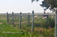 Реликтовая лиственница. Май 2012 года