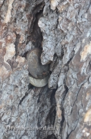 Реликтовая лиственница. Май 2012 года